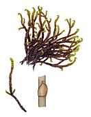 Hooked scorpion-moss (Scorpidium scorpoides), illustration