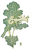 Sea kale (Crambe maritima) with seed detail, illustration