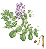 Sea pea (Lathyrus japonicus), illustration