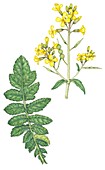 Sea radish (Raphanus raphanistrum maritimus), illustration