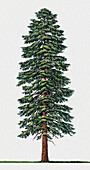 Algerian fir tree (Abies numidica), illustration