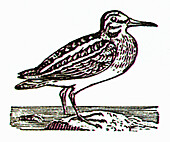 Woodcock, illustration