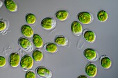 Tetraselmis green algae, light micrograph