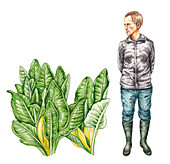 Skunk cabbage (Lysichiton americanus), illustration