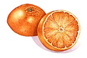 Sliced orange, illustration