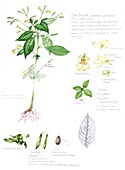 Small balsam (Impatiens parviflora), illustration