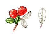 Small leaved cotoneaster, illustration