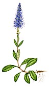 Spiked speedwell (Veronica spicata), illustration