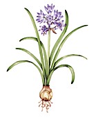 Spring squill (Scilla verna), illustration