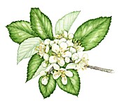 Stirton's whitebeam (Sorbus stirtoniana), illustration