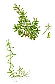 Swamp stonecrop (Crassula helmsii), illustration