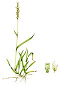 Sweet vernal grass (Anthoxum odoratum), illustration
