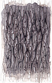 Tree of Heaven (Ailanthus altissima) bark, illustration