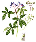 Virginia creeper (Parthenocissus quinquefolia), illustration