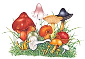 Assortment of waxcap mushrooms , illustration