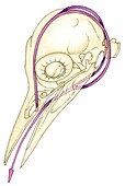 Woodspecker skull with hyoid, illustration