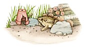 Toad in a wildlife garden, illustration