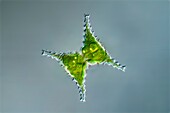 Staurastrum green algae, light micrograph