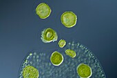 Volvox sp. green algae, light micrograph