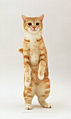 Tabby and marmalade cat standing on its hind legs