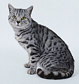 Silver spotted British shorthair cat