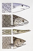 Head and scales of various fish, illustration