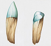 Front and back teeth of Fraser's dolphin, illustration