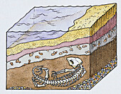 Fossilisation, illustration