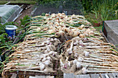 Onions and garlic on drying rack
