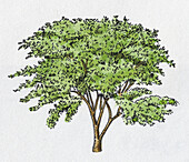 Ginseng tree, illustration