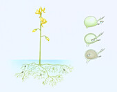 Bladderwort (Utricularia sp.), illustration