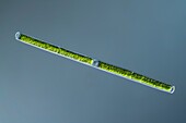 Gonatozygon kinahanii green algae, light micrograph