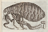 Flea, 17th century illustration