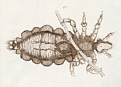 Insect, 17th century illustration
