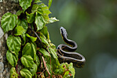 Bird snake hunting for prey in a tree