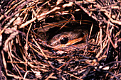 Bird snake raiding a bird nest