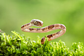 Blunthead tree snake