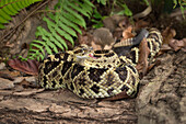 Neotropical rattlesnake