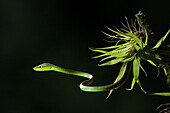 Short-nosed vine snake