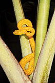 Yellow-morph eyelash viper