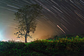 Star trails and fireflies, Chitwan National Park, Nepal