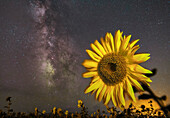 Milky Way and sunflowers