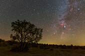 Night sky over a desert tree, Shahrud, Iran