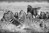 Startled Burchell's Zebras in water