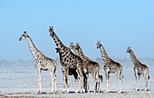 Herd of giraffes in a dust storm