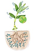 Transpiration, illustration