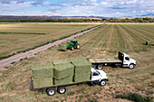 Alfalfa harvest in New Mexico, USA