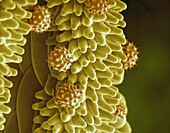 Daisy (Bellis perennis) pollen attached to stigma, SEM
