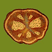 Aristolochia trilobata stem, light micrograph