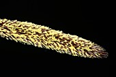 Pendulous sedge (Carex pendula)